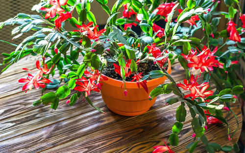 喜欢|给家里买“2盆花”,马上迎来盛花期,摆客厅很上档次,快看看吧