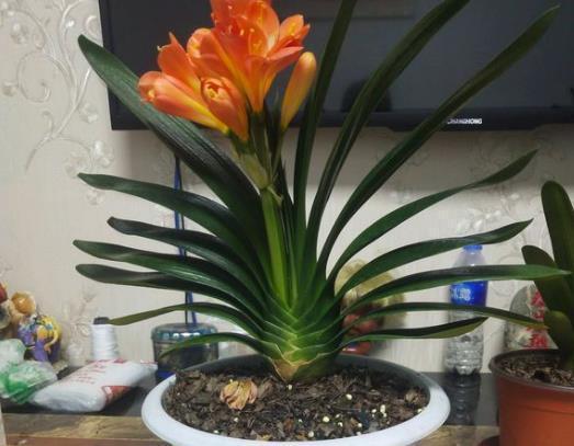 君子兰最爱的“1种液体”，往花盆里浇“1勺”，1年开花2次