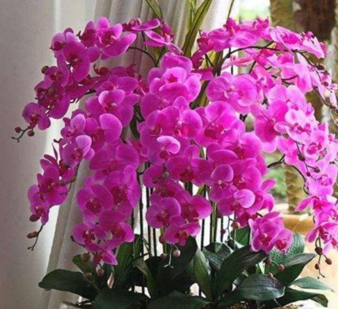 4种花好养易爆盆,惊艳如花球,超美的