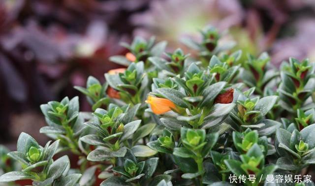 根系|养花,一换盆就出问题注意3个“事项”,快速冒新根,事半功倍