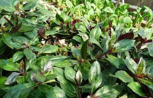 中年人體質好，多吃的食物，促進消化，養肝明目，延年益壽