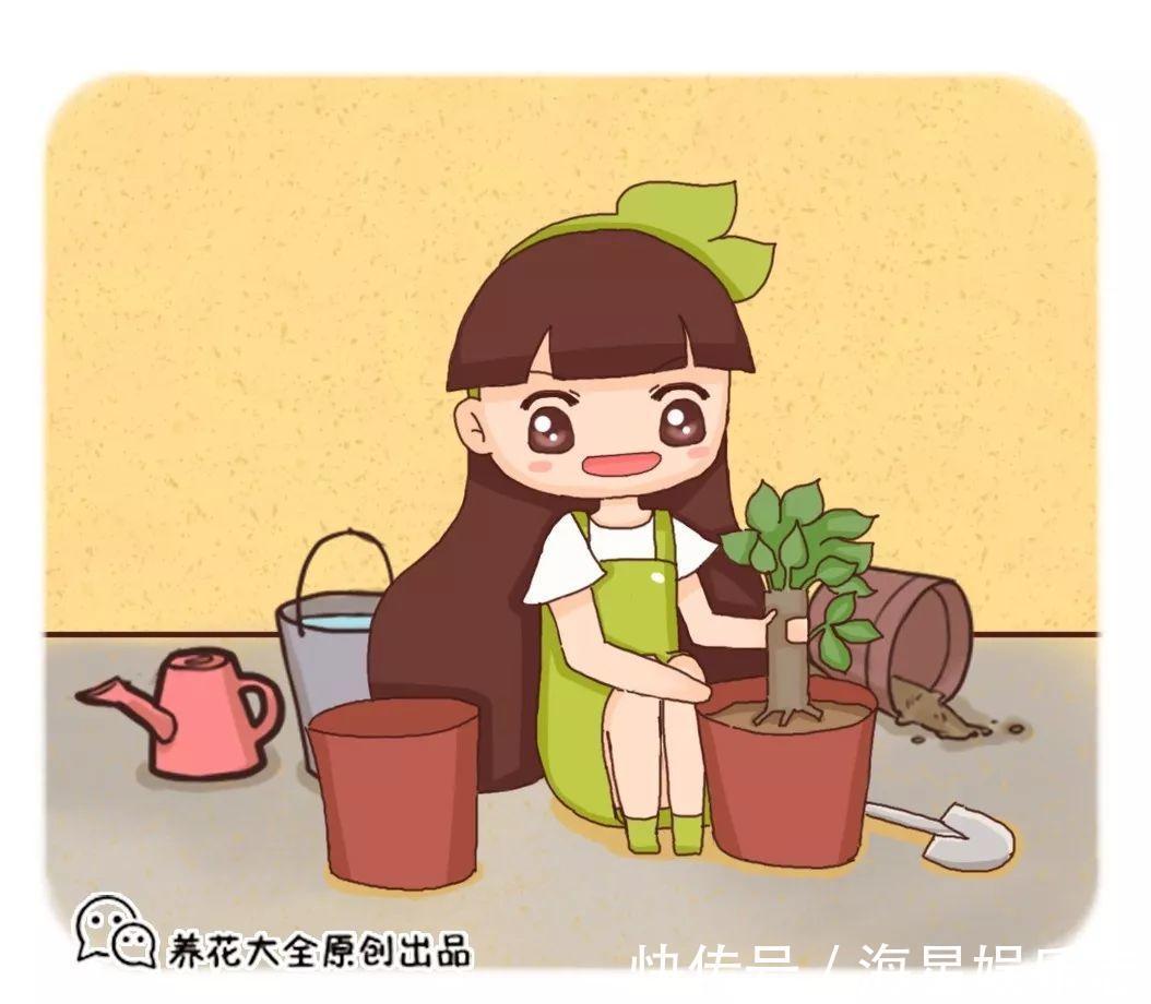 扦插|9月养花,6件事趁早做,下半年进入疯长模式!