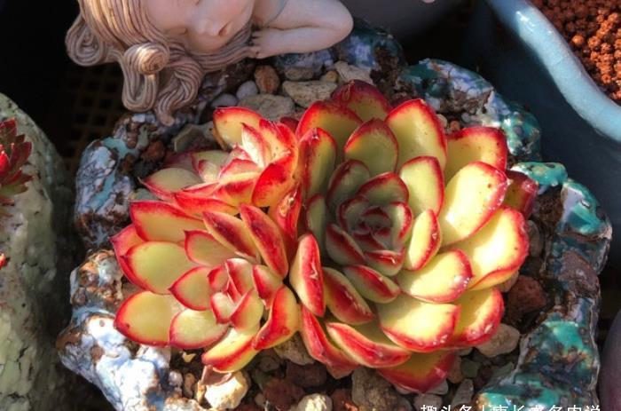 小巧|别人养的多肉小巧可爱,你养的多肉却是傻大个,主要原因在这里