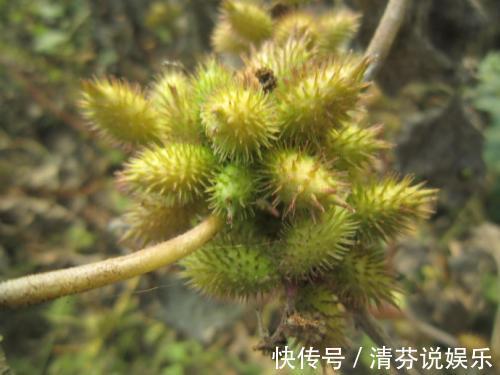 草药|农村常见的野草,虽然是治疗鼻炎和风湿的良药,却也含有剧毒