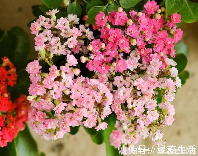 长寿花|扦插最佳时期到了,有这花赶紧插,沾土就能活!