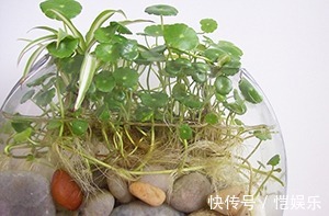 铜钱草黄叶先别扔,取出来重新栽,没有土照样生根窜芽!