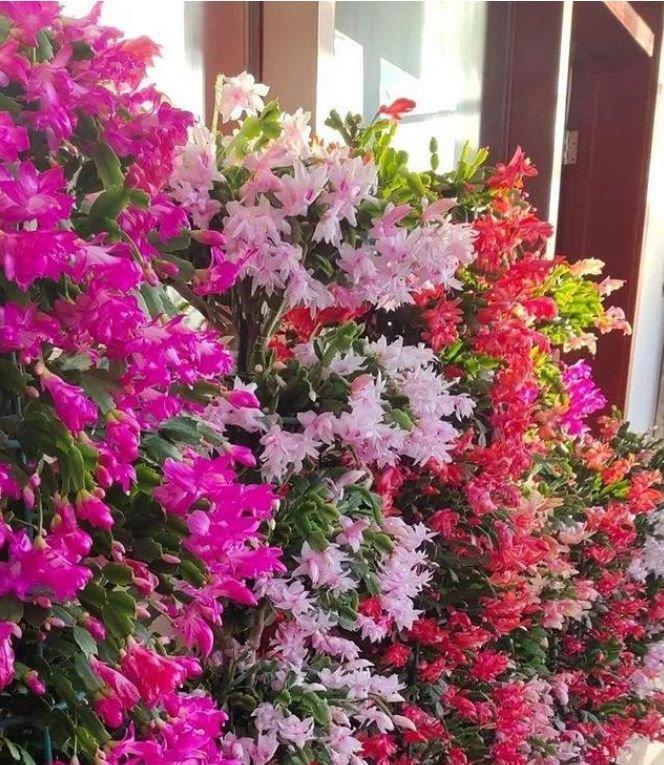 长春花|4种花养家里,福旺运旺财更旺,比牡丹还美,年年开花美翻