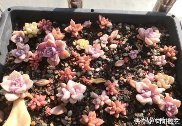 成活率|?多肉怎么叶插？备好花土，花盆，选好叶子，叶插攻略送给你