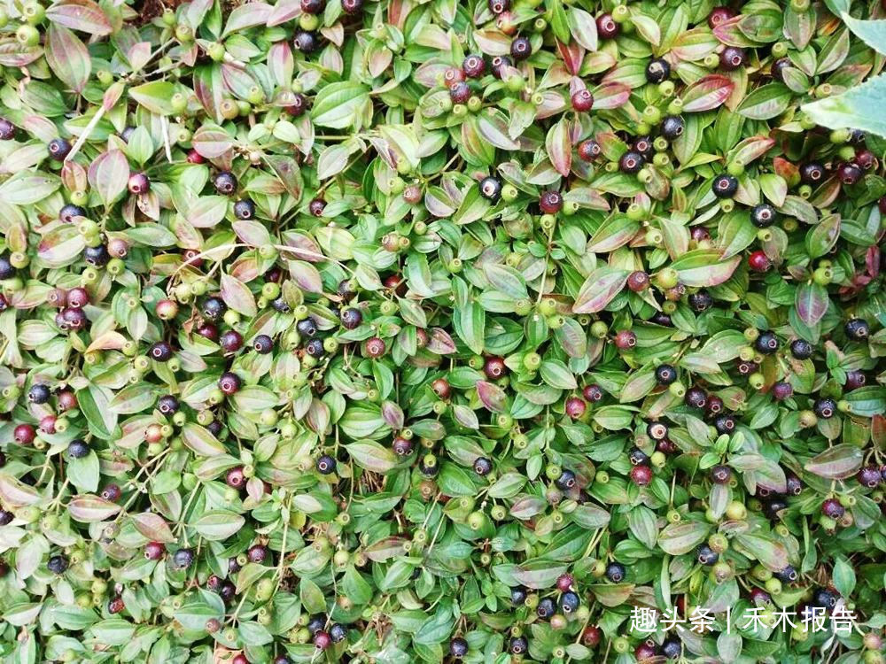 果实|浑身是刺,吃了舌头会变黑,却是高钙野果,如今市场30元一斤