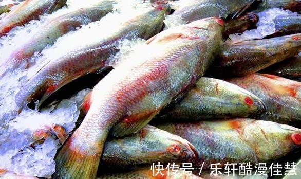 买鲈鱼时,别捡大的买,认准这4种,肉细嫩味道鲜,都是品质好鱼