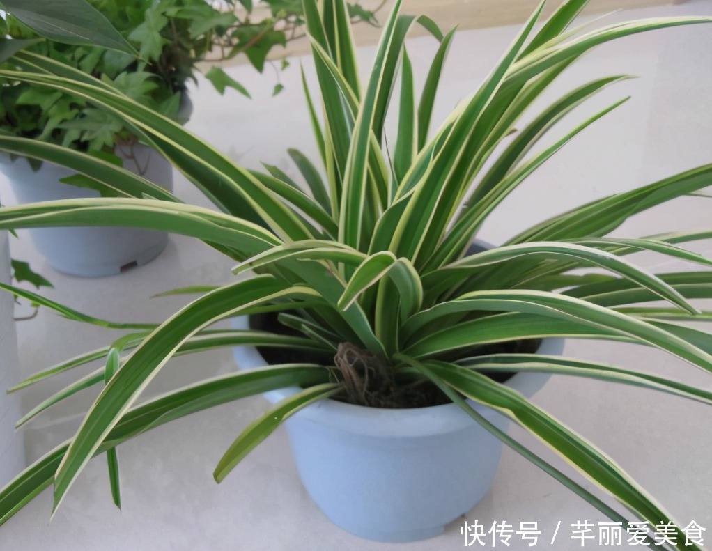 特征|有这些“特征”的人不适合养花，一般养一盆死一盆