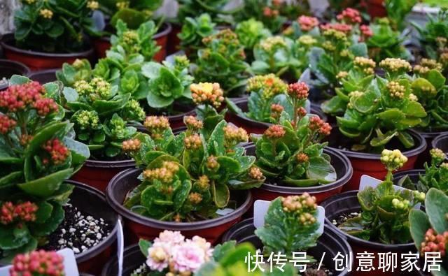 生根|9月“扦插”这些花，成活率高，长得快