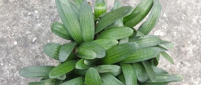 养君子兰用个窍门,不花钱也能种出十盆绿油油、开花多的君子兰