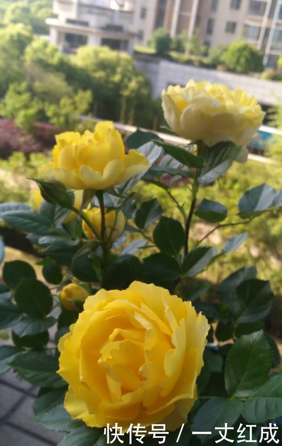 月季花|5月份养月季，一定要做好3件事，花朵硕大，开花不停