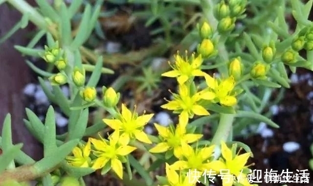 农村路边的小黄花,过去无人采摘,如今很多人种植,遇见记得栽培