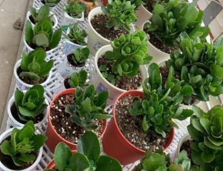 夏季高温天,想要居家赏花就盆栽它们,一片叶子都能扦插成苗