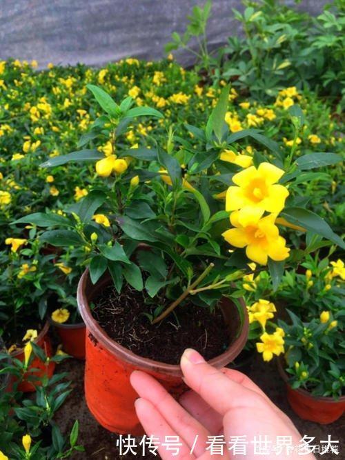 这种“香水花”，家里摆上一盆，满屋飘香，轻松爆盆