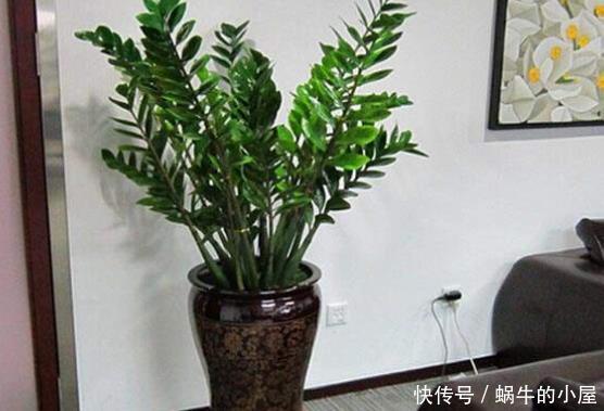 盆栽金钱树,冬末多关注这几个地方,绿叶新芽冒不停