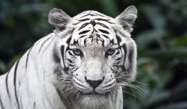 皇帝|雍正杀年羹尧不是欲加之罪,他贪了400万两,雇了270辆马车转移