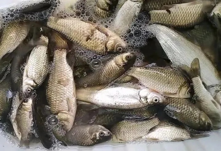 野钓走水很头疼?掌握这5种方法,连竿爆护很轻松