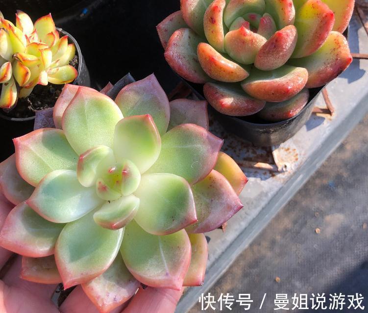 多肉徒长永远的痛,如何告别徒长,让您的多肉美美哒