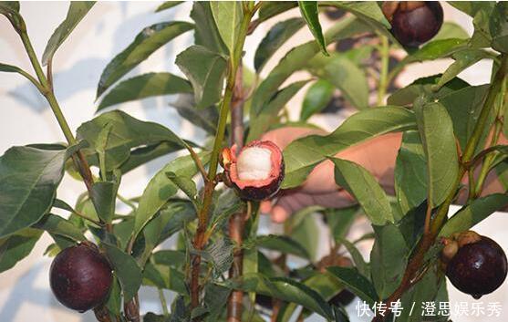 夏天吃水果,“留个籽”撒盆里,10天发芽变盆栽,养好摘果1篮子