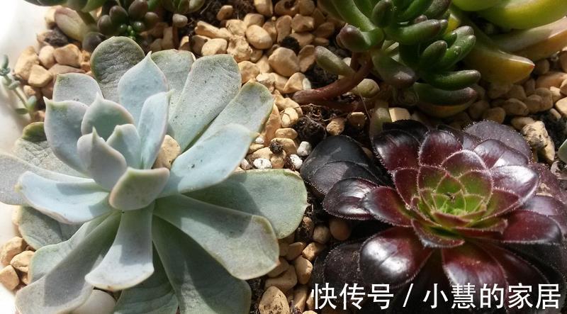 茂盛|多肉摘叶子好处多，茎干木质得快，盆栽养成老桩更容易