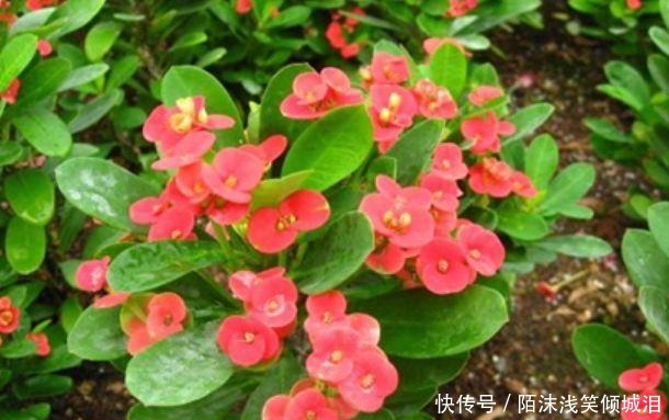 养花就养这几款,全年开花不停,花大服盆快,沾点水就疯长