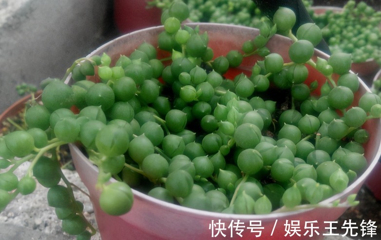 浇水|秋季该怎么给多肉浇水?摸清楚这4点,叶子水灵灵,不会没精神