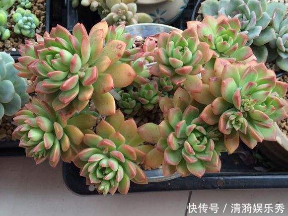 三元缓释肥|盘点10种“容易度夏”多肉,南北方花友,随便选、随便养