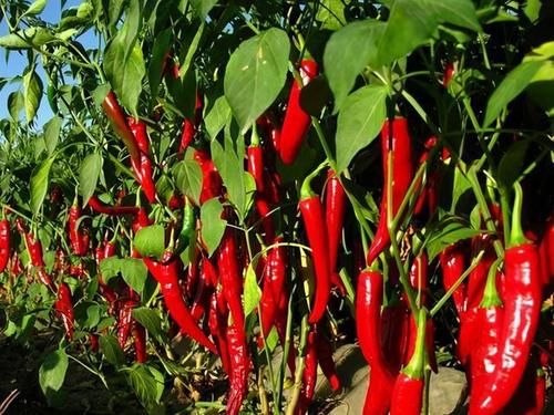 结节|甲状腺结节不能吃“白萝卜”?医生:若想消散结节,4物尽量少碰