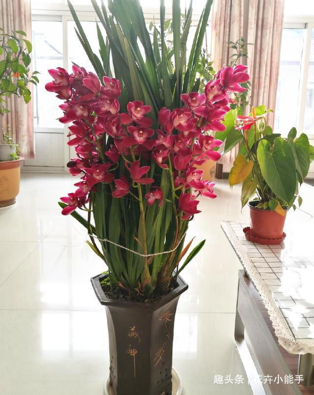 大将军|这款兰花，被誉为“开花机器”，花大色艳香味浓，勤花勤草好养活