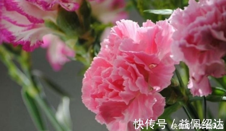 光照|最有仙气的4种花，迷人的花朵，开满整个花盆，美不胜收
