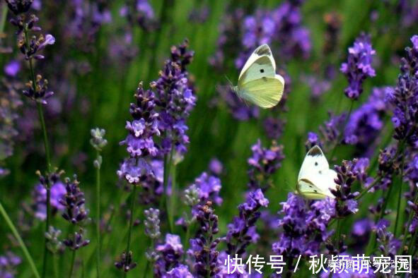 花色|养花就养这几款，高贵美丽，比玫瑰美，比牡丹艳，四季开花