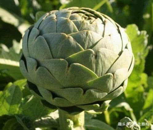 黄酮类化合物|人到中年想长寿，不妨多吃以下4种食物，滋补身体，美容养颜