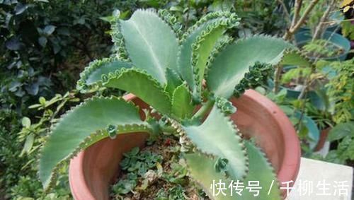 盆栽的朋友认识吗?此为不死鸟,落地就能生根,养好了价值高