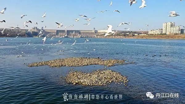 丹江口水库坝下湿地成了候鸟越冬“乐园”