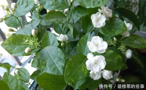 养好茉莉花，这一步“不能缺”花开一茬接一茬，连续不间断