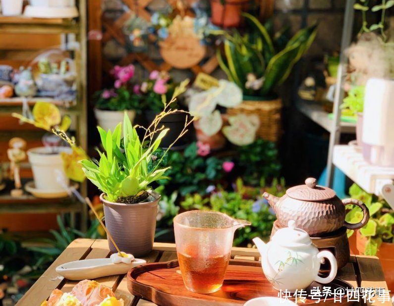 5种“过期药”别扔，磨成粉养花，代替生根粉营养液，杀菌防病害