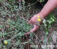 翻白草|农村山上一种植物,是“糖尿病”的克星,剥开能直接生吃