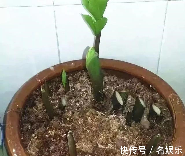 8种花现在赶紧剪,剃光头撸光叶,越狠越爆盆