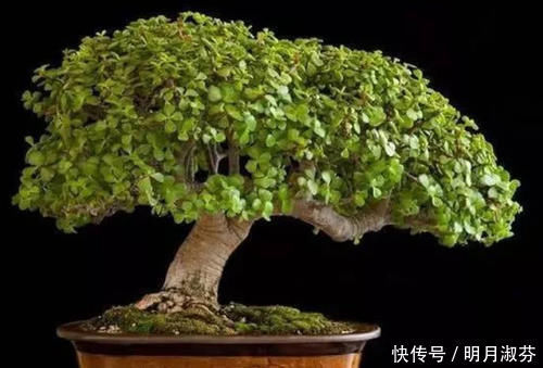 想要养一盆好看的金枝玉叶,教你一招,长成老桩,人人见了都夸美