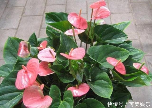 家里3种花最怕“干”，放在厕所养，一盆比一盆旺，还能去异味