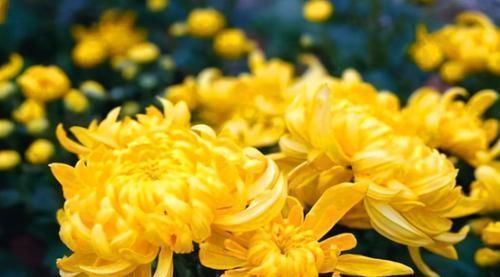 食物|对眼睛最好的3种食物,比猪肝还有效!早吃早受益