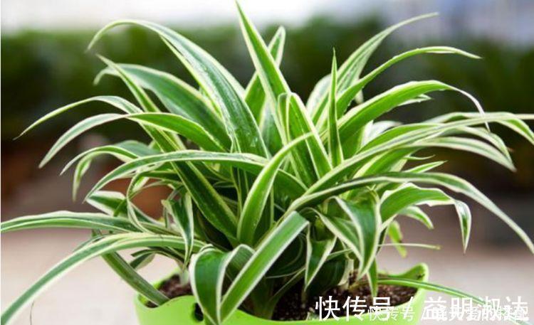 植物|家养这些植物，改善睡眠质量，一觉睡到天亮，还好养