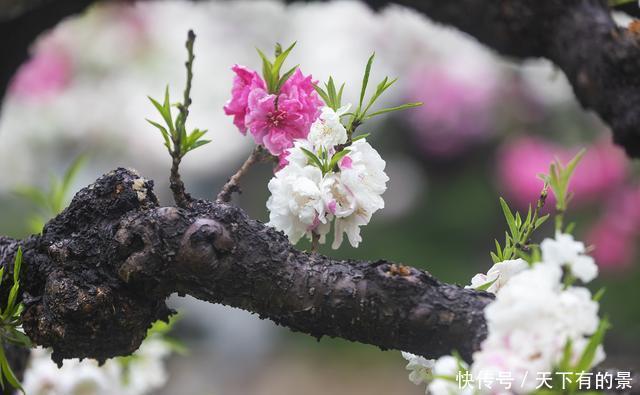 春雨碧桃花别样妖娆