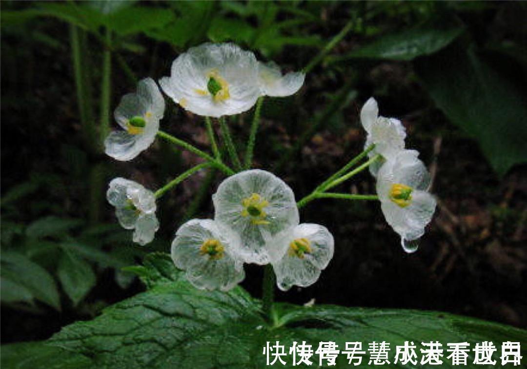 泸沽湖|世界上最纯洁的花，花瓣透明如水晶，每当下雨就会“变脸”