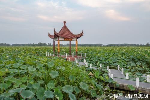 中年|全球最大的观荷园，总面积22.4平方公里，每年接待100万游客