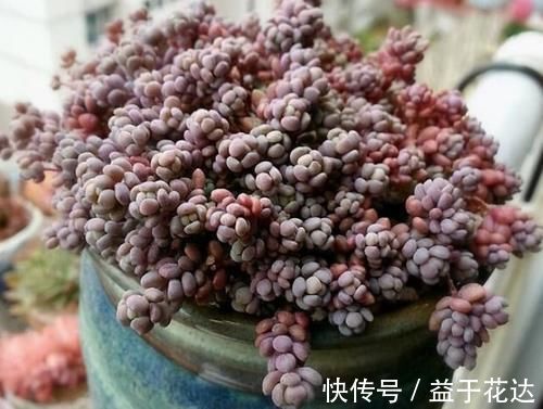 最爱爆盆的5种多肉,不用1个月就溢出花盆