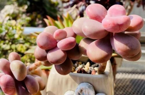 给桃蛋老桩多肉配盆是技术活,配好了锦上添花,配不好则影响颜值